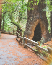 Load image into Gallery viewer, FOREST FLOOR (NOSTALGIA COLLECTION)

